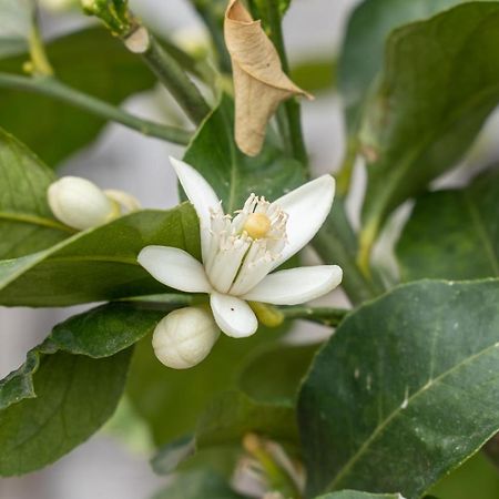 Agriturismo Pozzo Fiorito Castiglione Delle Stiviere Εξωτερικό φωτογραφία