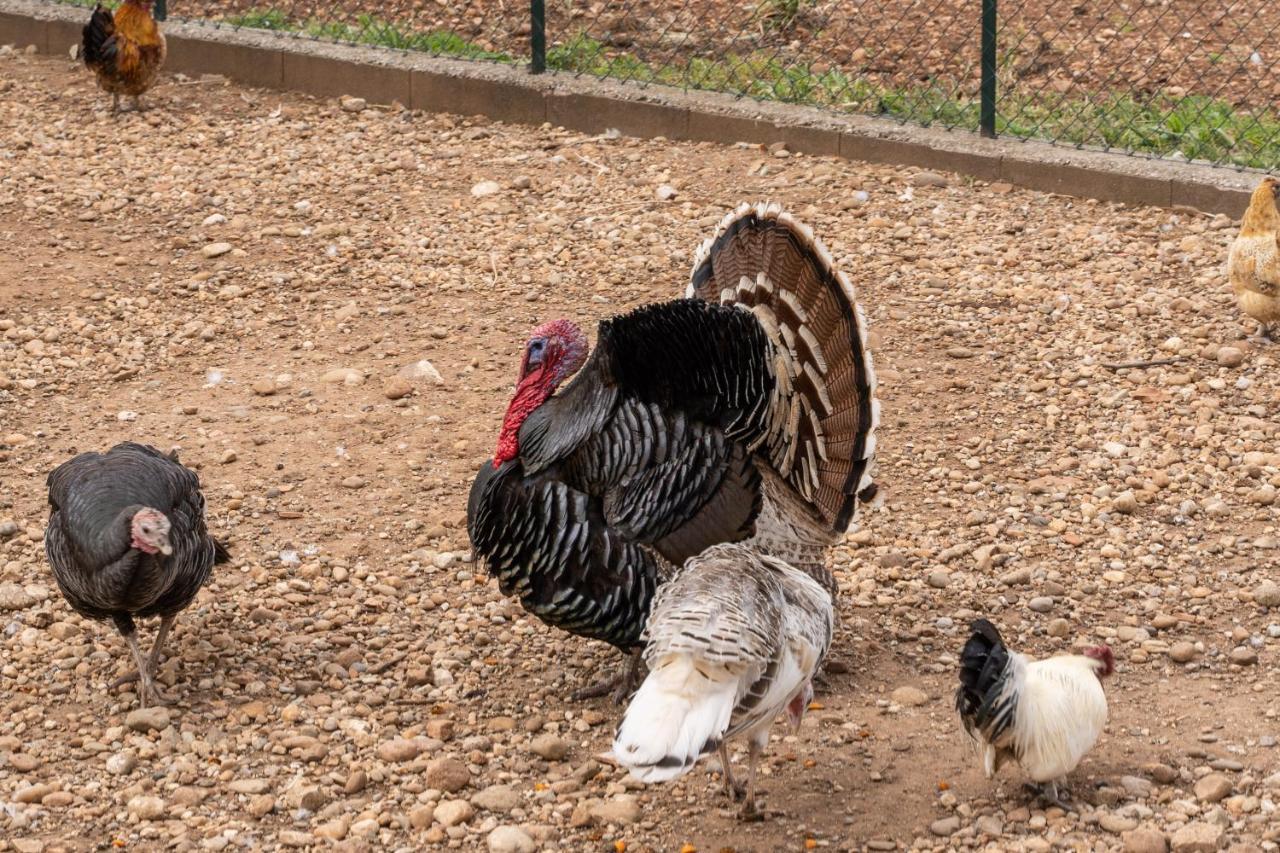 Agriturismo Pozzo Fiorito Castiglione Delle Stiviere Εξωτερικό φωτογραφία