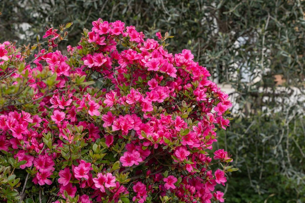 Agriturismo Pozzo Fiorito Castiglione Delle Stiviere Εξωτερικό φωτογραφία