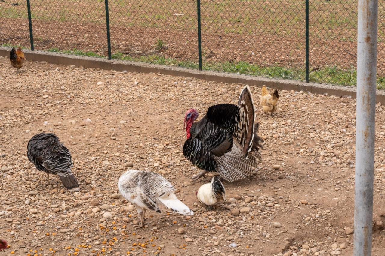 Agriturismo Pozzo Fiorito Castiglione Delle Stiviere Εξωτερικό φωτογραφία