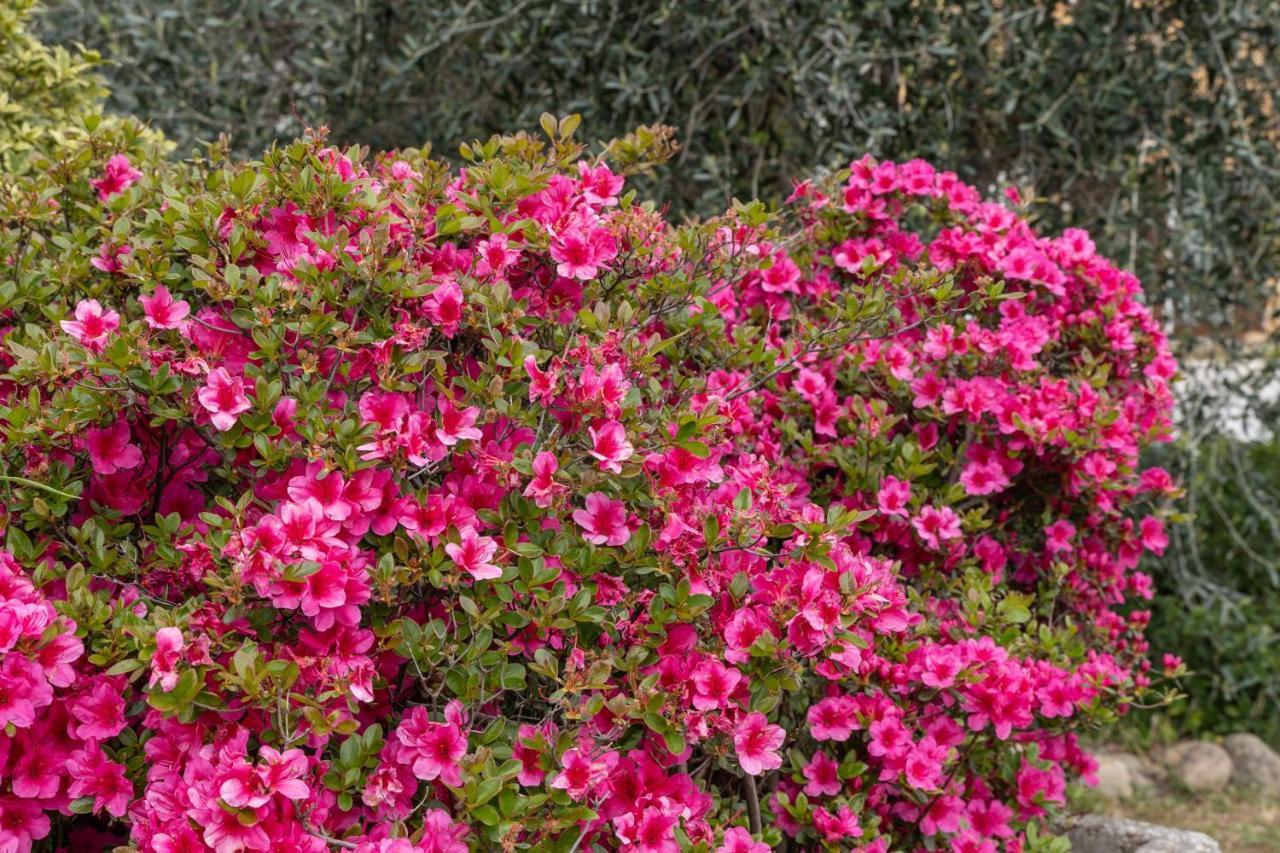 Agriturismo Pozzo Fiorito Castiglione Delle Stiviere Εξωτερικό φωτογραφία