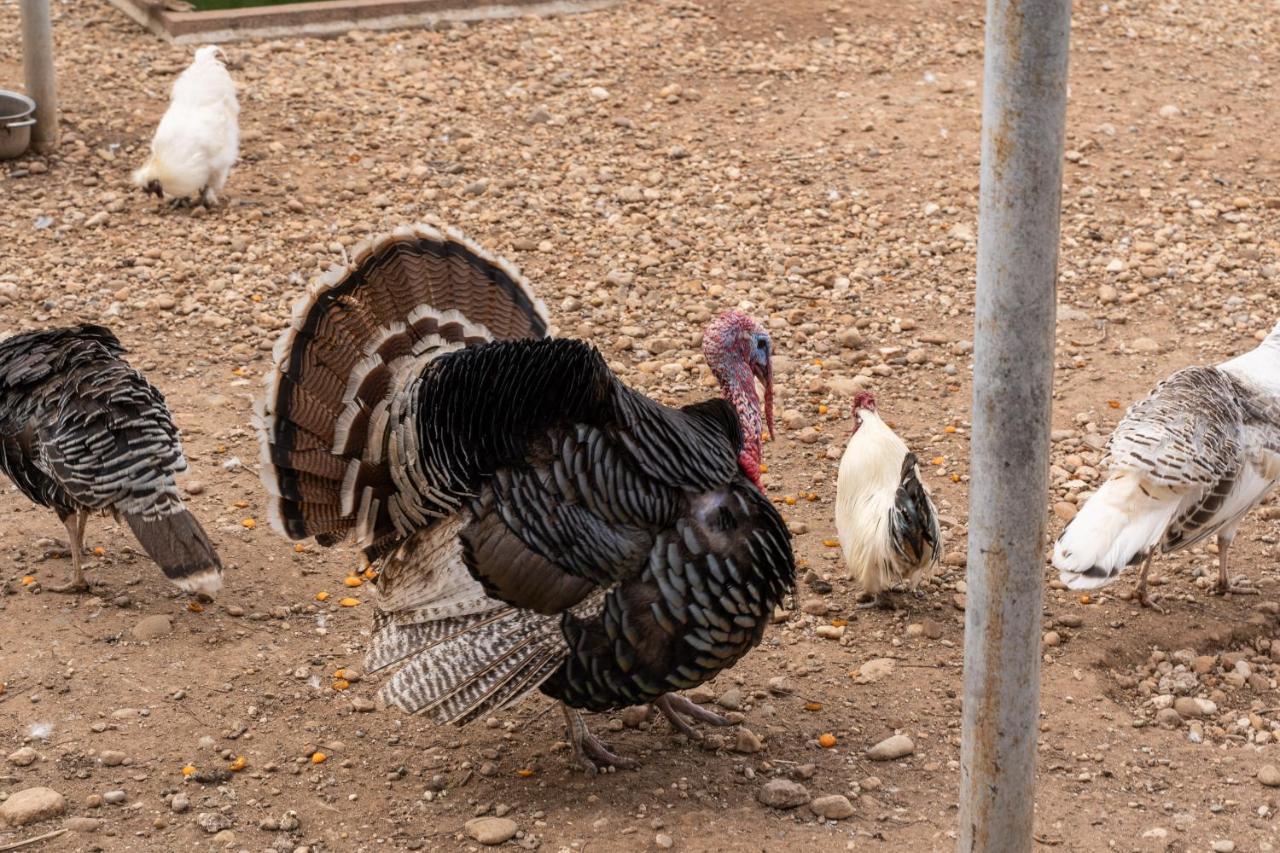 Agriturismo Pozzo Fiorito Castiglione Delle Stiviere Εξωτερικό φωτογραφία